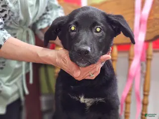 Mixed Breed dogs Puppy 8 Pink - Ad 9