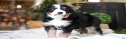 Bernedoodle dogs for sale: Iris - Ad 4