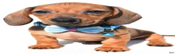 Miniature Dachshund dogs for sale: Jake - Ad 7