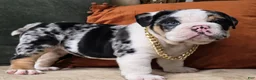 English Bulldog dogs for sale: Bubbles - Ad 8