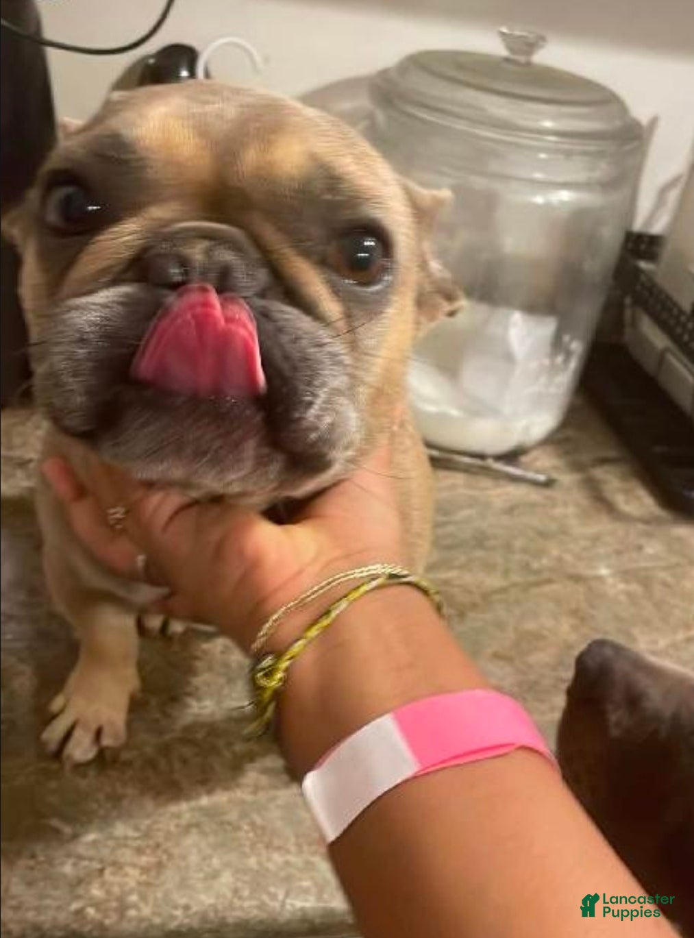 French Bulldog dogs French Bulldog Puppy 1 - Ad 25