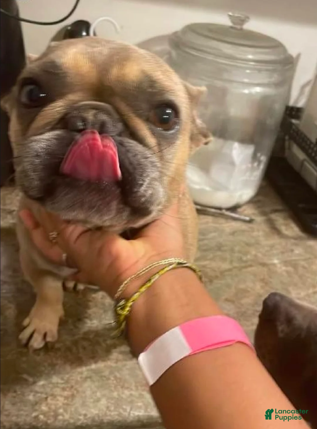 French Bulldog dogs for sale: French Bulldog Puppy 1 - Ad 1