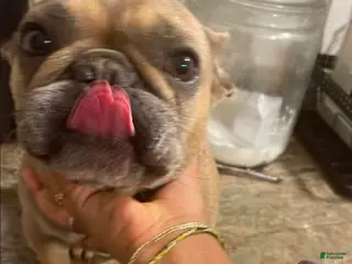 French Bulldog dogs French Bulldog Puppy 1 - Ad 25