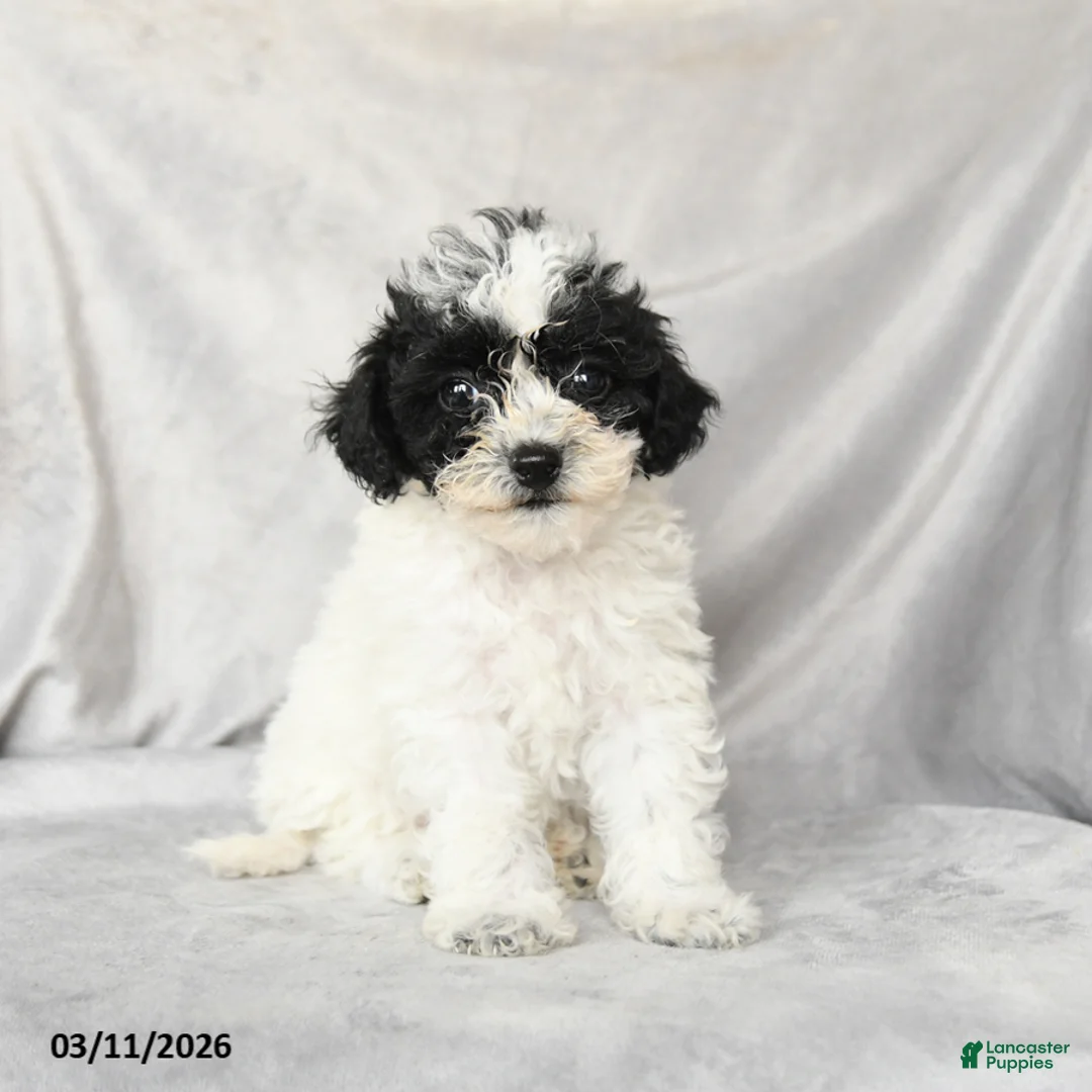 Bichpoo dogs for sale: Duncan - Ad 1