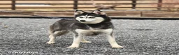 Pomsky dogs for sale: Erika - Ad 6