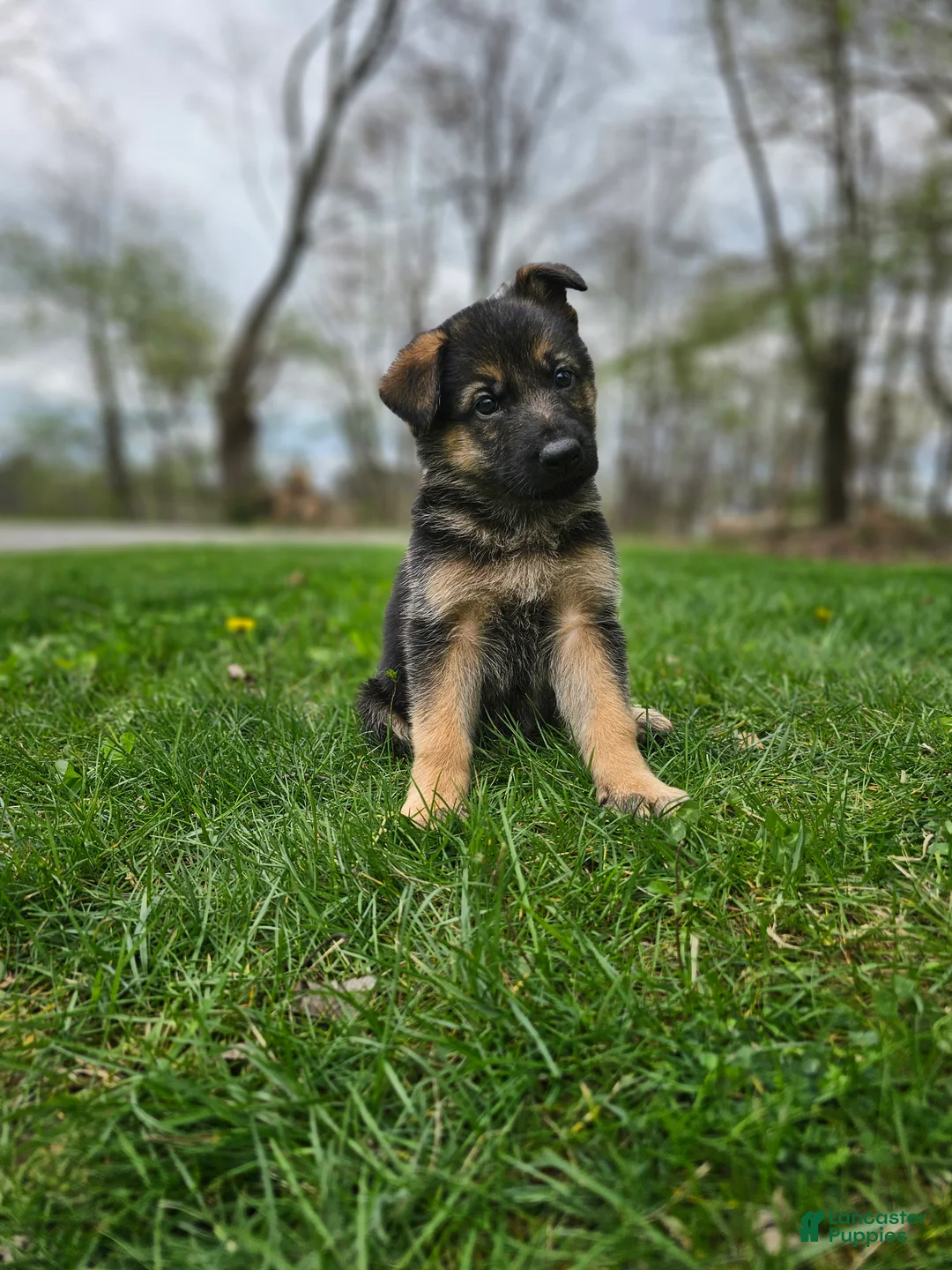 German Shepherd dogs for sale: Yasko - Ad 1