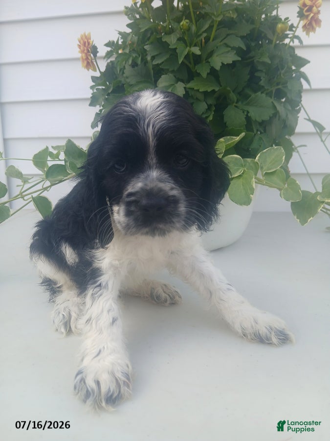 Cocker Spaniel dogs Trevor - Ad 1