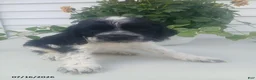 Cocker Spaniel dogs for sale: Trevor - Ad 1