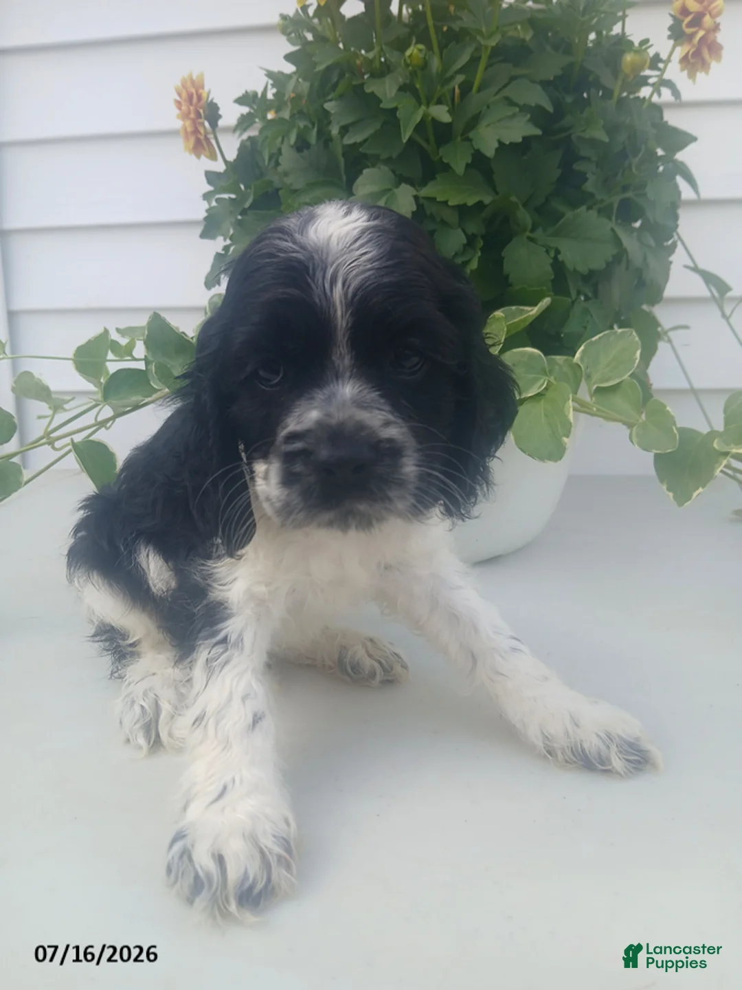 Cocker Spaniel dogs for sale: Trevor - Ad 1