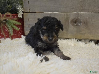 Toy Poodle dogs Karson - Ad 38
