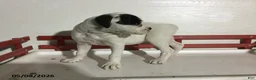Boxer dogs for sale: Ruthie - Ad 3