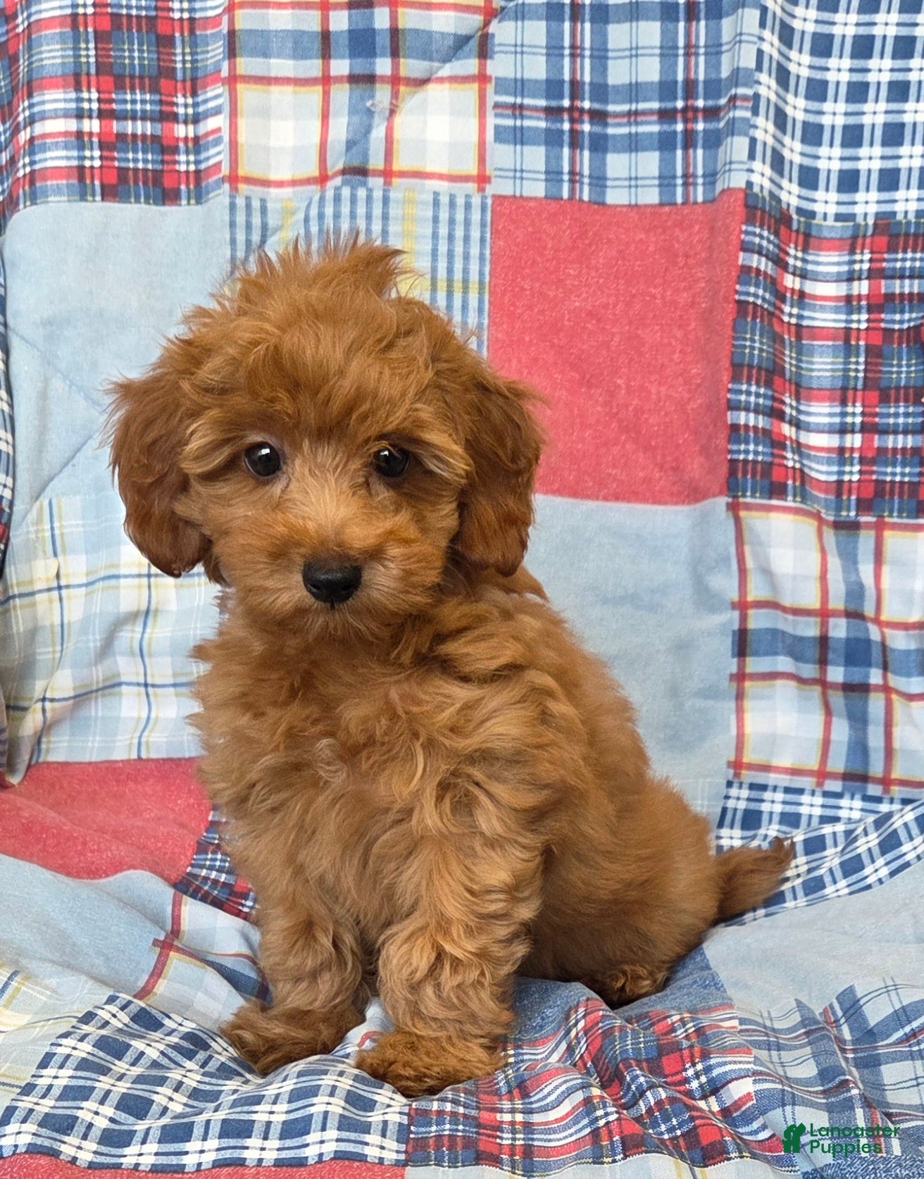 Mini Goldendoodle dogs Buster - Ad 2