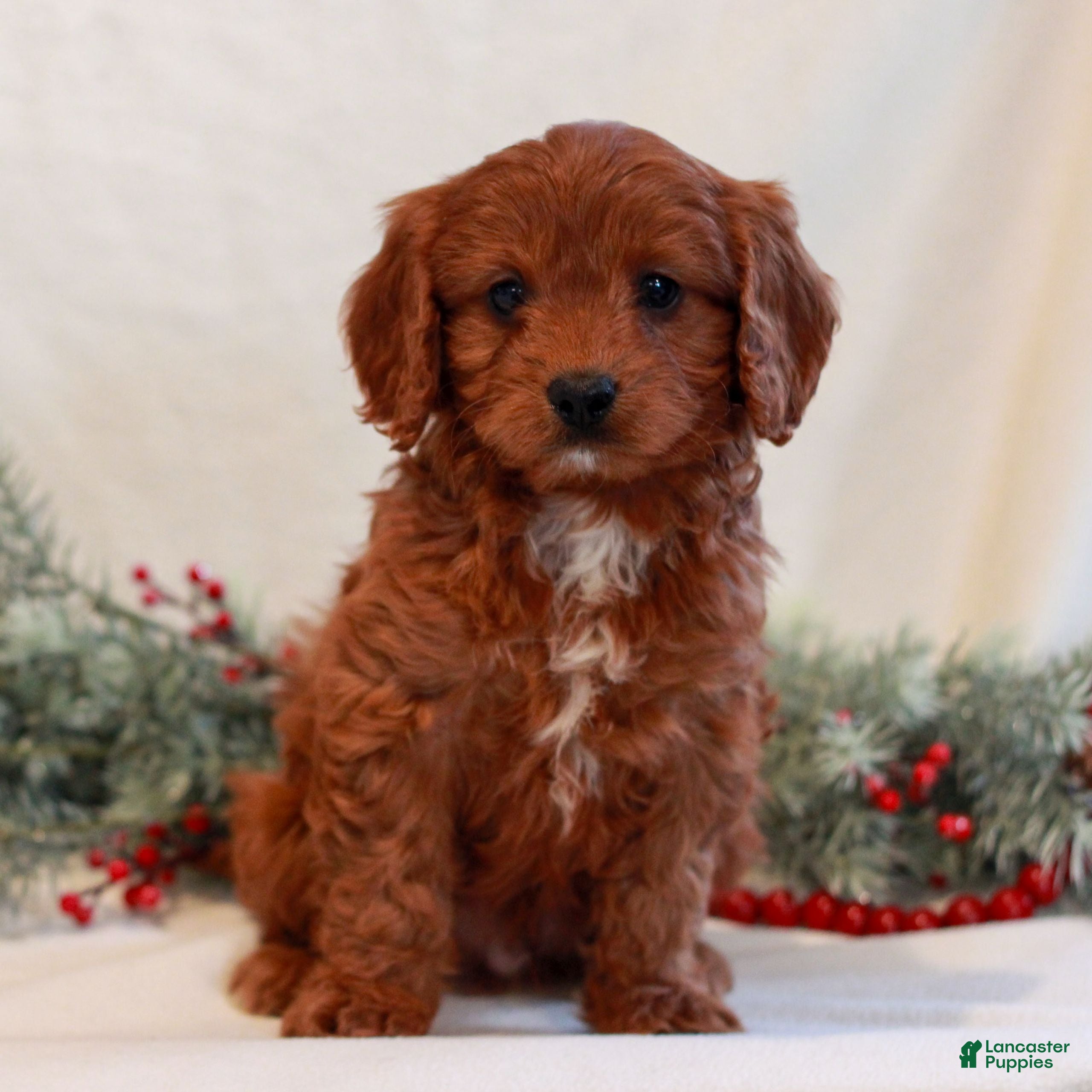 Cavapoo dogs Baker  - Ad 28