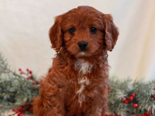 Cavapoo dogs Baker - Ad 37