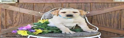 Labrador Retriever dogs for sale: Crystal - Ad 4