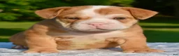 Mixed Breed dogs for sale: Tank hybrid bulldog puppy - Ad 23