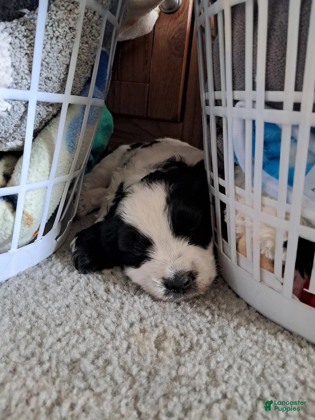 Double Doodle dogs for sale: Angus - Ad 2