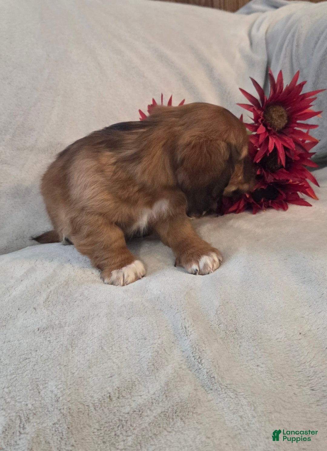 Miniature Dachshund dogs for sale: Mocha - Ad 2