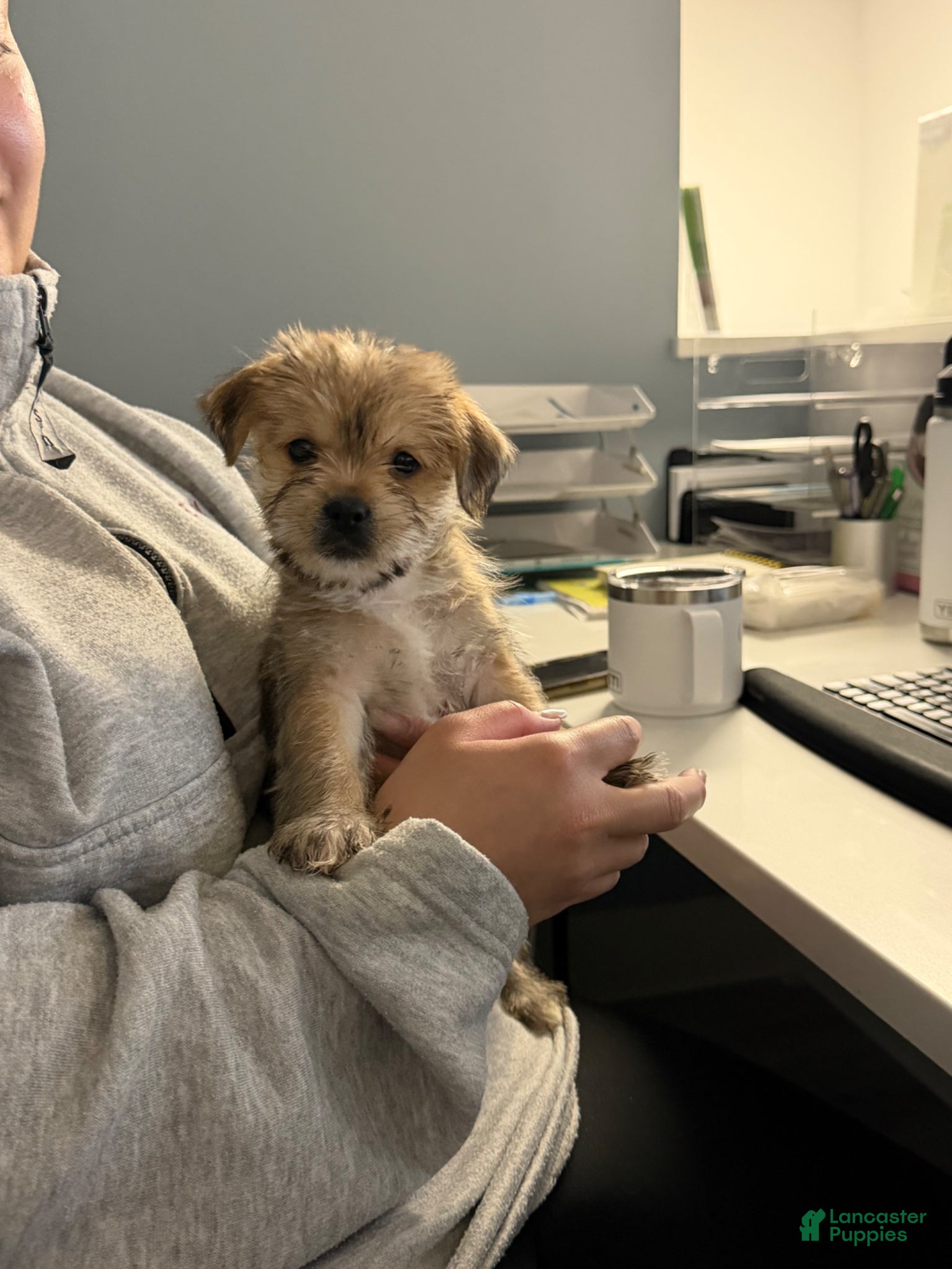 Mixed Breed dogs Mixed Breed Puppy 5 - Ad 1