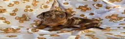 Miniature Dachshund dogs for sale: BUBBLES - Ad 3
