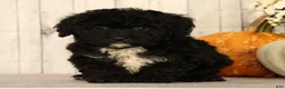 Mini Bernedoodle dogs for sale: Gina - Ad 2