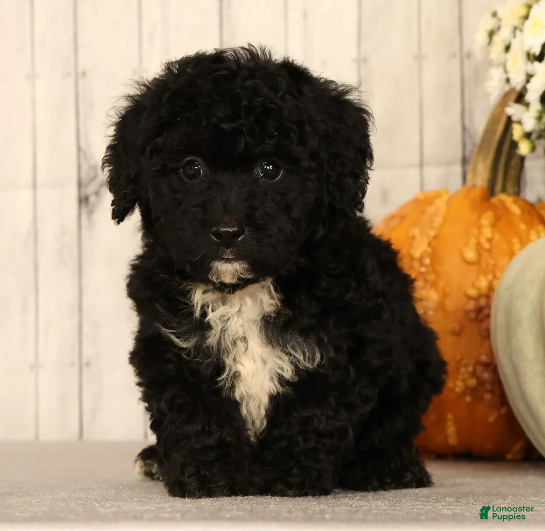 Mini Bernedoodle dogs for sale: Gina - Ad 2
