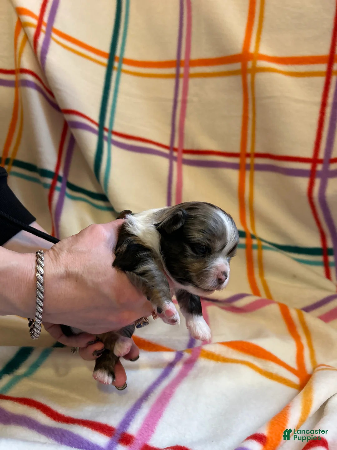 Chihuahua dogs for sale: Chihuahua Puppy 1 - Ad 4