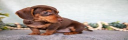 Miniature Dachshund dogs for sale: Bitsy - Ad 4