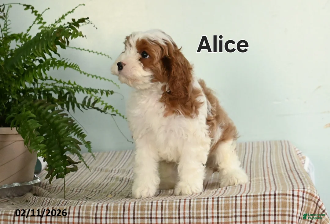 Cavapoo dogs for sale: Alice - Ad 3