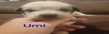 Umi