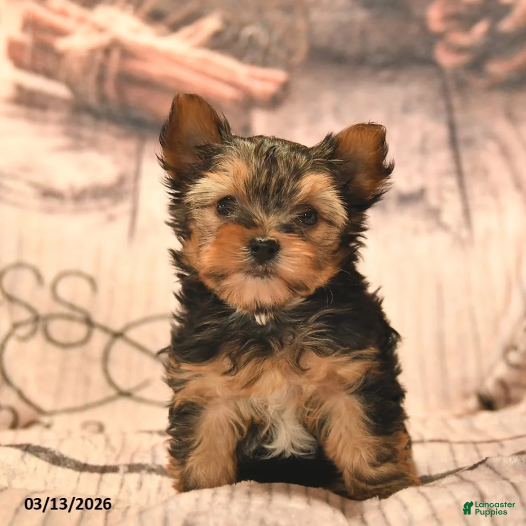 Yorkshire Terrier dogs for sale: Timmy  - Ad 2