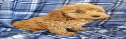 Cockapoo dogs for sale: Milo - Ad 3