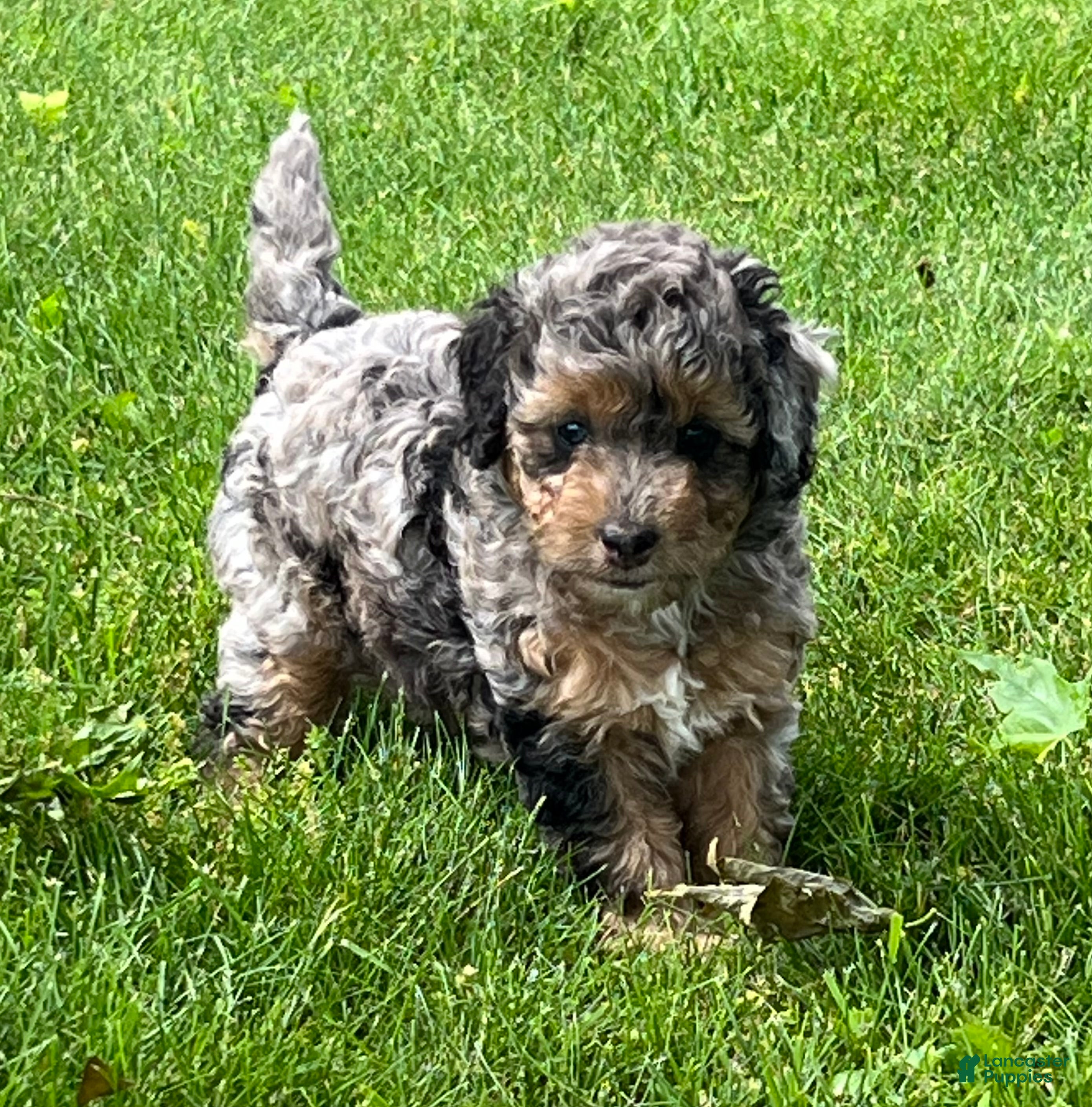 Mini Goldendoodle dogs Pepper Mini Goldendoodle Puppy  - Ad 2