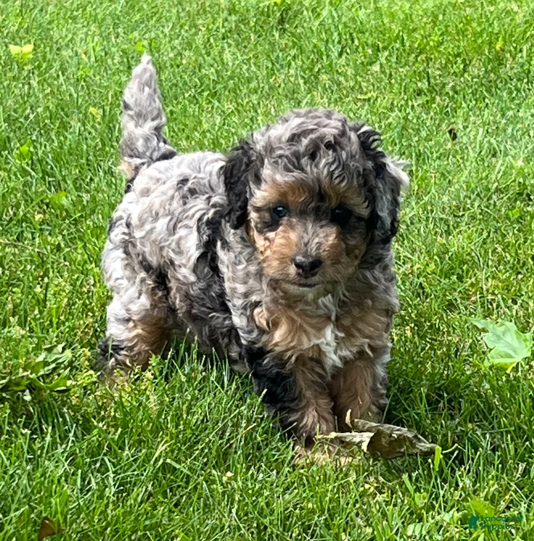 Mini Goldendoodle dogs for sale: Pepper Mini Goldendoodle Puppy  - Ad 2