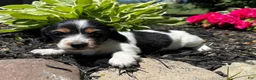 Miniature Dachshund dogs for sale: Willow  - Ad 1