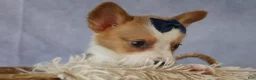 Welsh Corgi Pembroke dogs for sale: Zander 🐾 - Ad 17