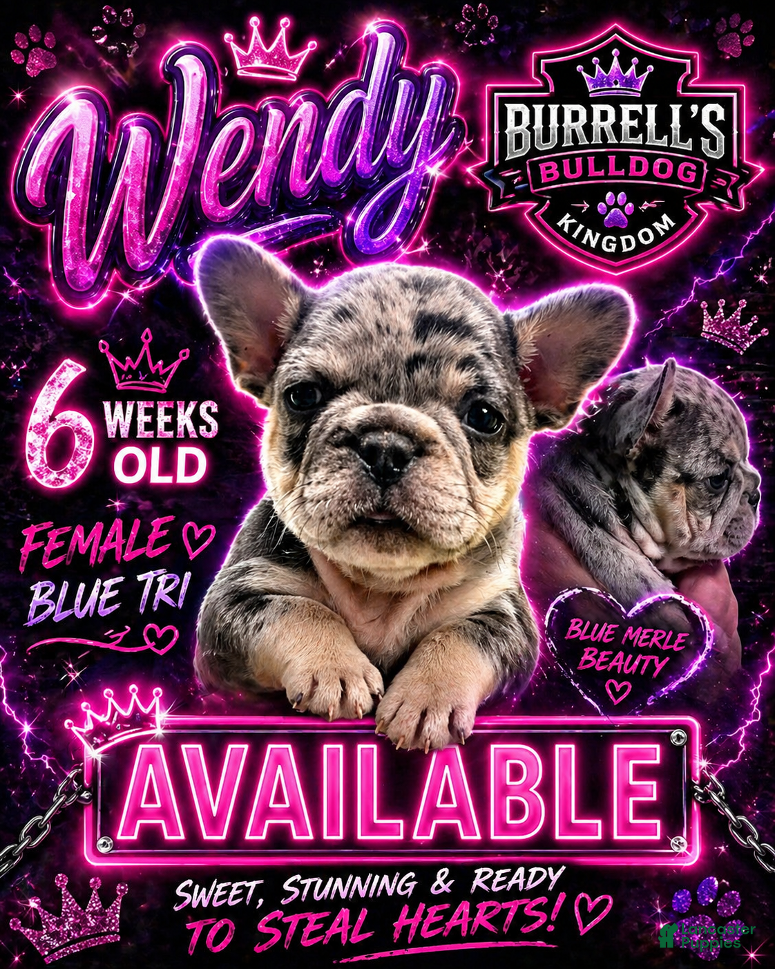 French Bulldog dogs French Bulldog Puppy 4 - Ad 33