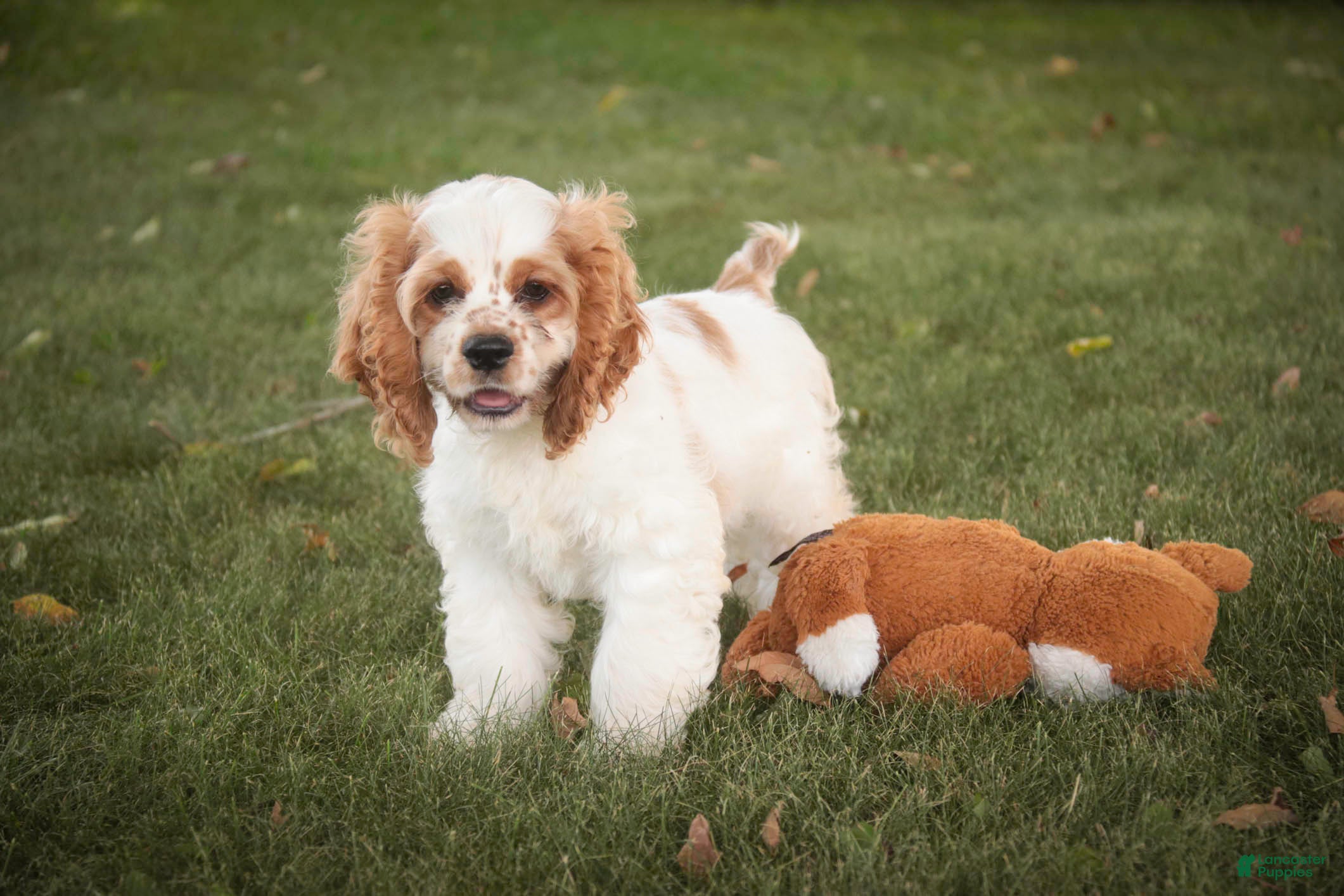 Cocker Spaniel dogs Angus Cocker Spaniel  - Ad 2
