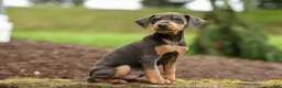 Miniature Pinscher dogs for sale: ANDREW - Ad 9