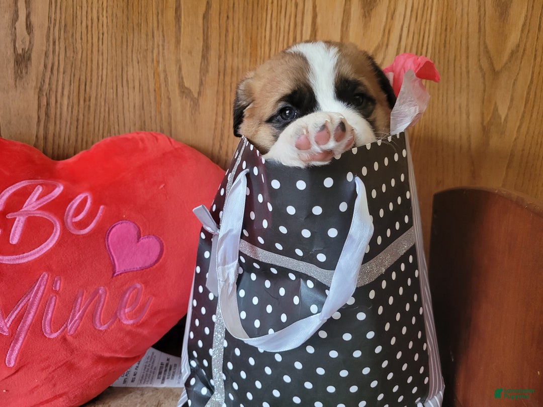 Saint Bernard dogs for sale: Bella - Ad 4