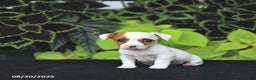Jack Russell Terrier dogs for sale: Willow - Ad 3