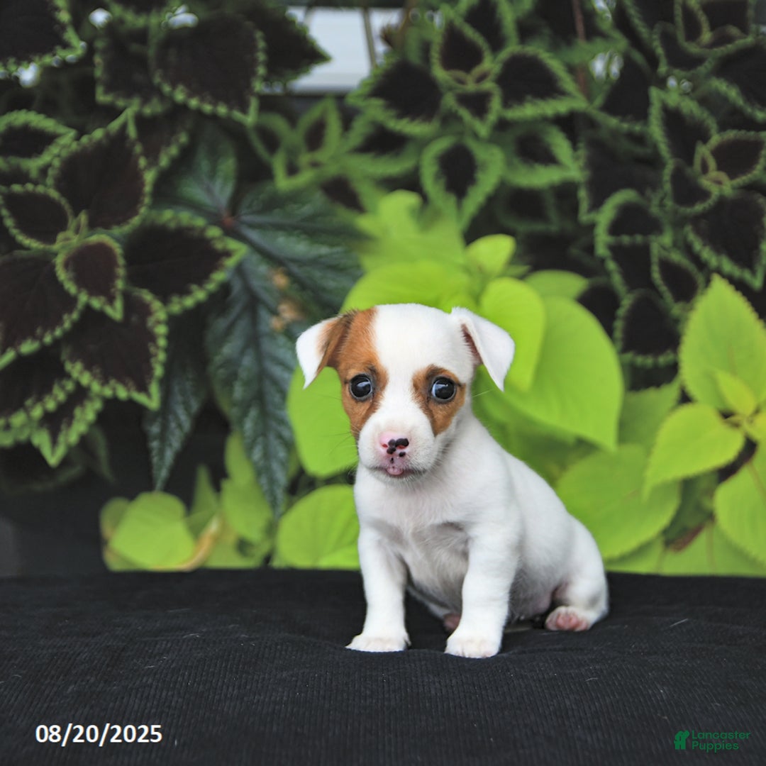 Jack Russell Terrier dogs for sale: Willow - Ad 3