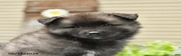 Keeshond dogs for sale: Sawyer - Ad 3
