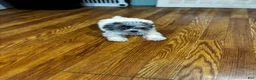 Yorkiepoo dogs for sale: Sara  - Ad 2