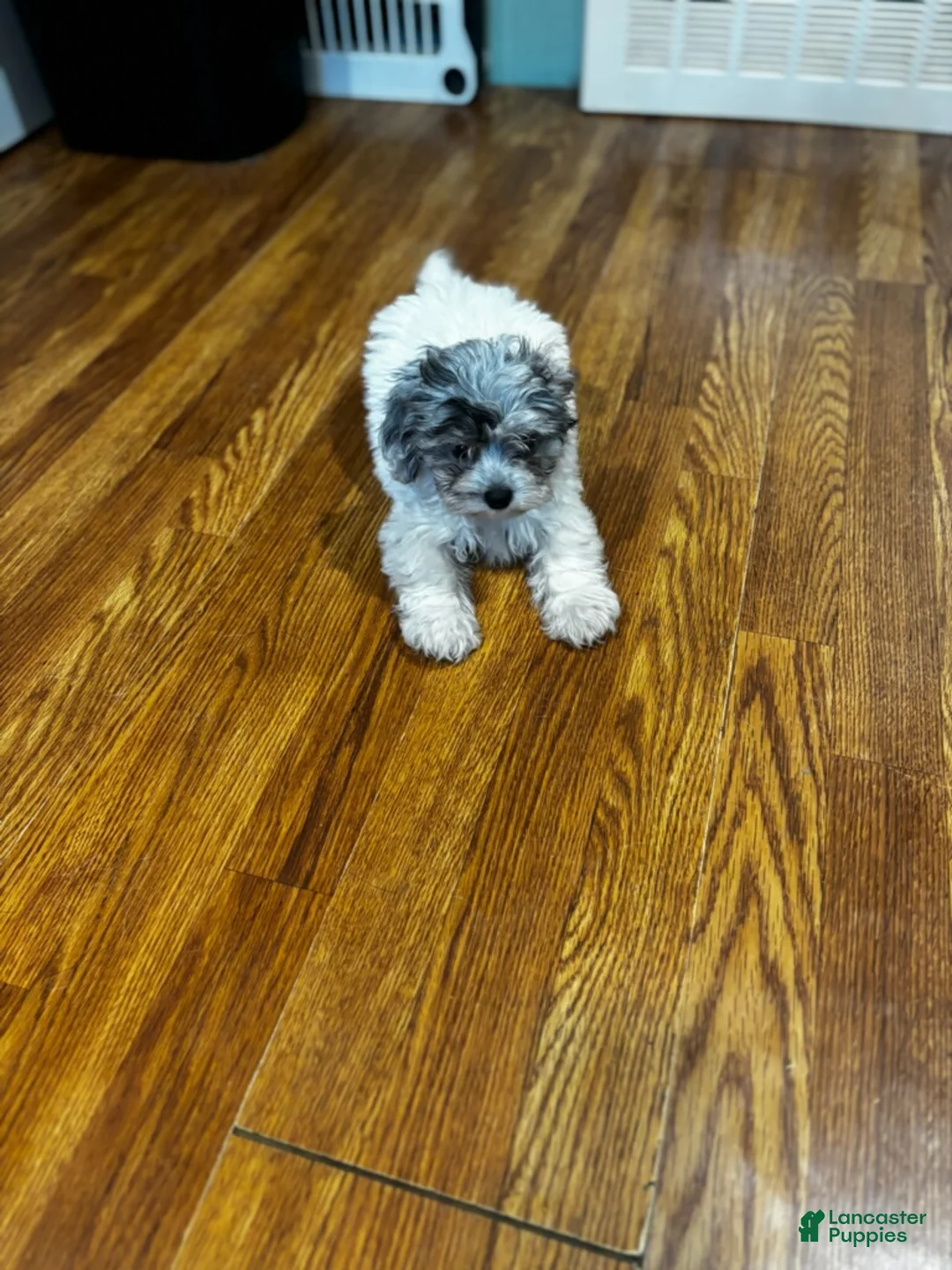 Yorkiepoo dogs for sale: Sara  - Ad 2