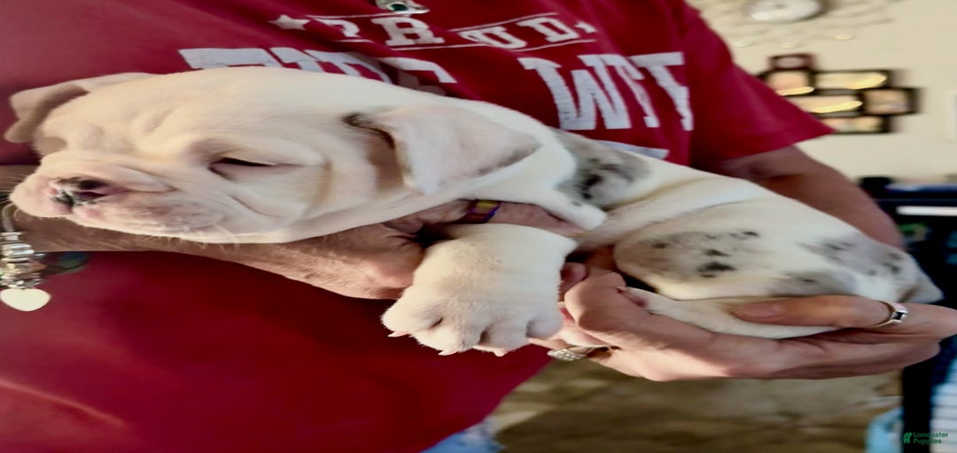 Gallery Image {{count}}