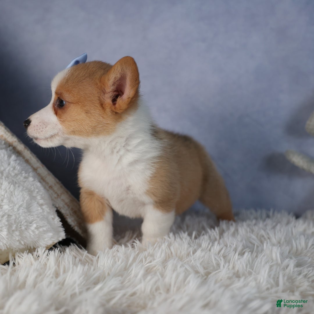 Welsh Corgi Pembroke dogs for sale: Diana - Ad 4