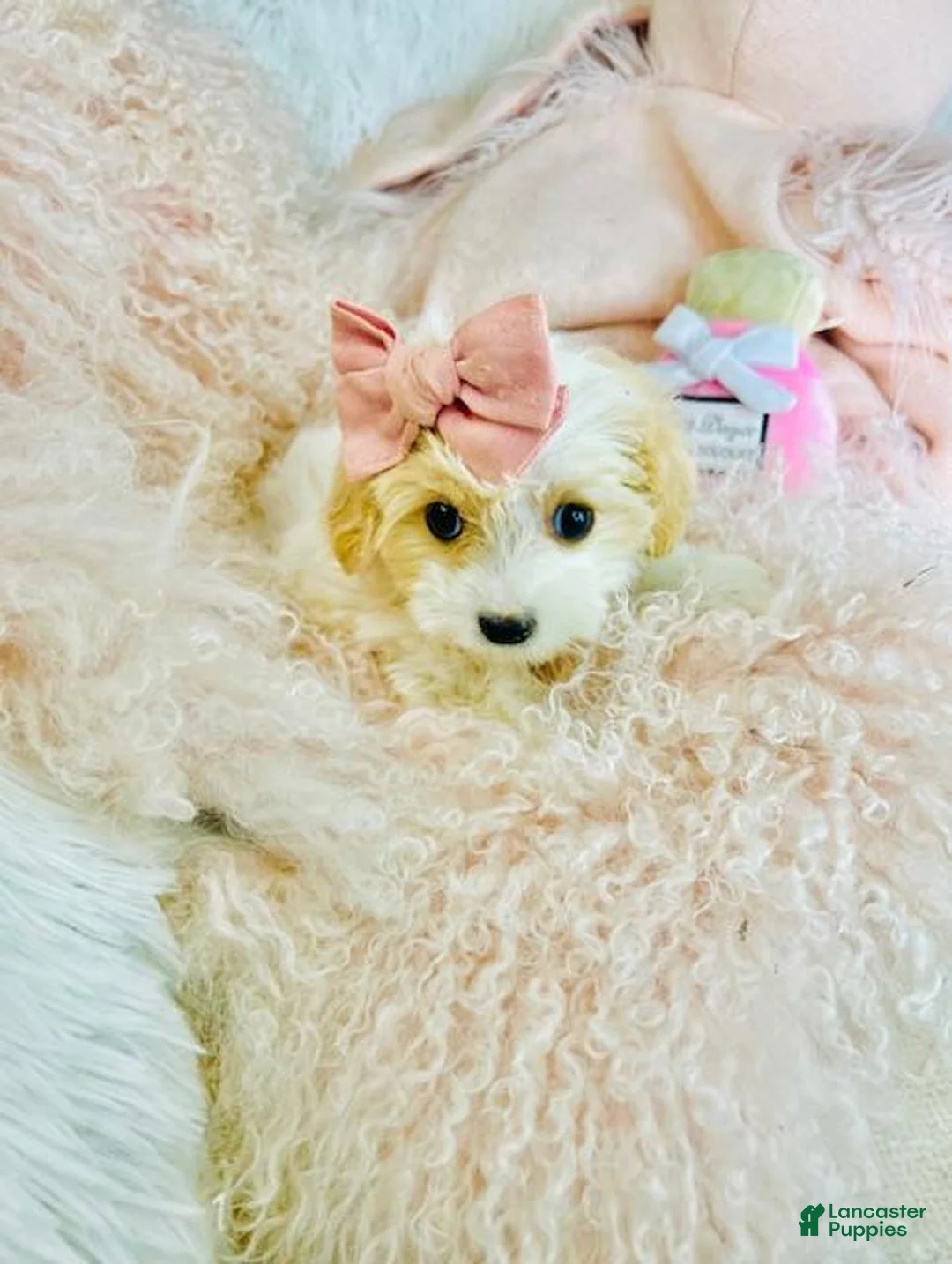 Mixed Breed dogs for sale: Mixed Breed Puppy 1 - Ad 2