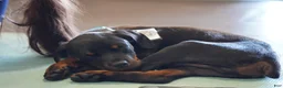 Rottweiler dogs for sale: Light Blue Collar - Ad 9