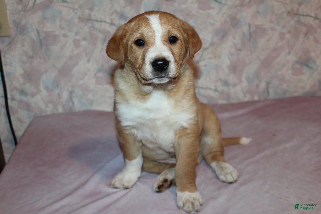 Goldador dogs for sale: Moose - Ad 4